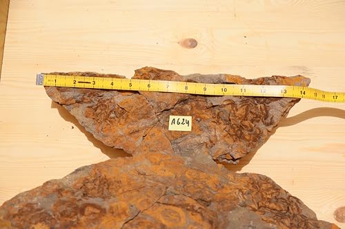 Fossile d'étoiles de mer Ordovicien Ophiura échinoderme Maroc - 4