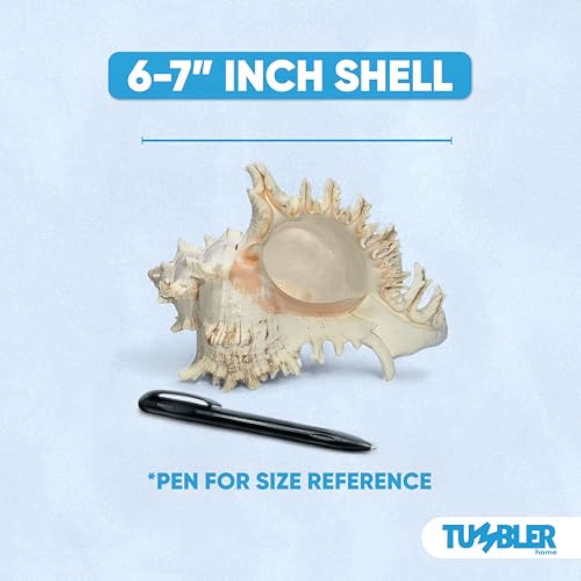 Large Conch Shell for Aquarium and Beach Decor