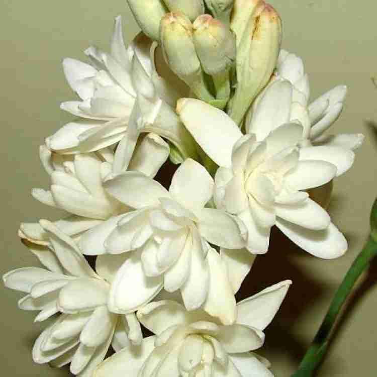 Rajanigandha flower bulb 10 - Image 6 thumbnail