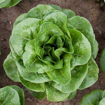 Winter Density Lettuce Seeds For Planting, 1000+ Heirloom Seeds Per Packet, (Isla's Garden Seeds), Non Gmo Seeds, Botanical Name: Latuca Sativa, Great Home Garden Gift #TOP2