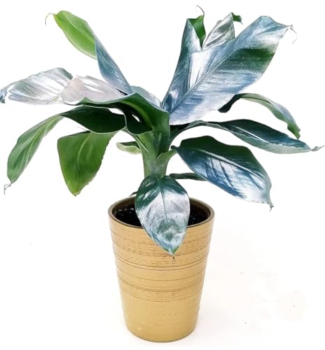 POWERS TO FLOWERS - BANANO DEL RE VINCENZO, COLOR LIFE ARGENTO IN VASO CERAMICA ORO, VASO 12CM DIAMETRO, pianta vera