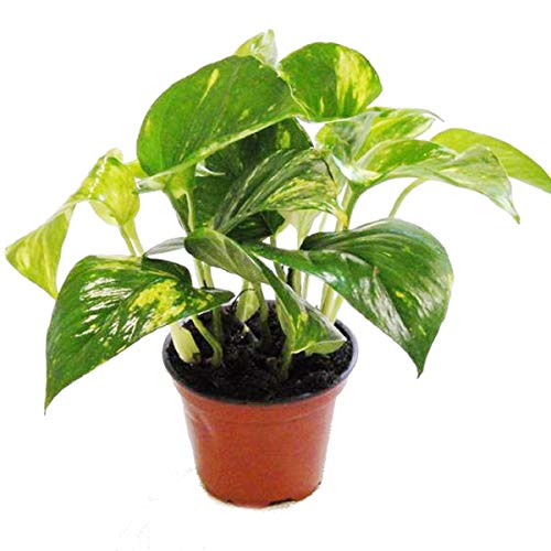 Set of 2 Ivy Tute Scindapsus Epipremnum 12cm Pot