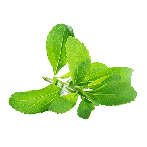 Preisvergleich Produktbild good01 Dekorative Stevia Pflanzen / Natürliche Süßere Rebaudiana-Samen Für Garten-Balkon-Yard Zu Hause Pflanzen 400PCS Stevia Seeds
