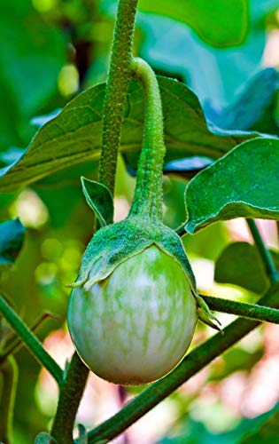 Thaise aubergine - 20 verse zaden - Solanum virginianum - Afbeelding 5