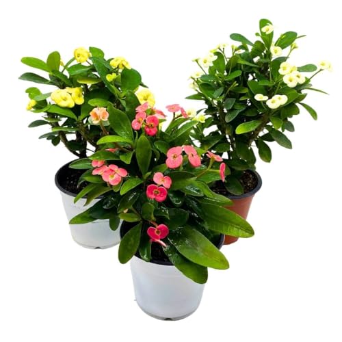BubbleBlooms Crown of Thorns Euphorbia milii Assortment Set of 3 in 4 inch pots Crown-of-Thorns Plant Christ Thorn