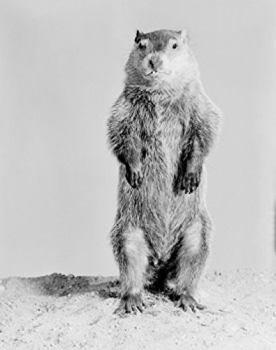 Groundhog (Marmota monax) standing on hind legs Poster Print (18 x 24)