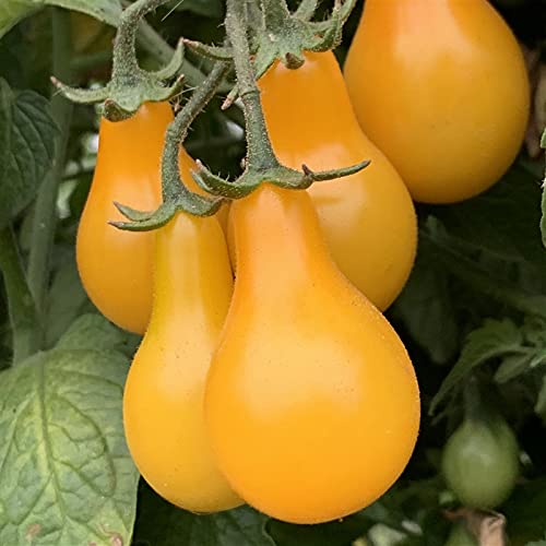 Golden Hills Farm Yellow Pear Tomato Seeds - Vegetable Seeds Heirloom Cherry Tomato 40-46+ seeds (B09HL2ZJPN) Amazon Price History, Amazon Price Tracker