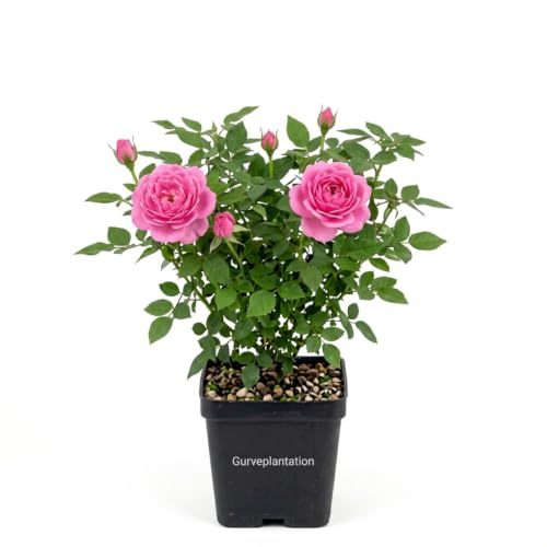 Image of Rose Plant (Desi Hybrid Variety) - Live Flowering Plant for Home & Garden Decoration Rose Flower plant live with Plastic Pot (Pink)