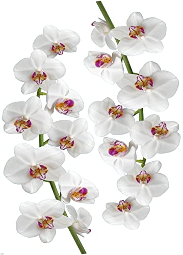 Décorations murales adhésives 48*68 Orchidée, Polyvinyle, Multicolore, 48 x 0.1 x 68 cm, 152784