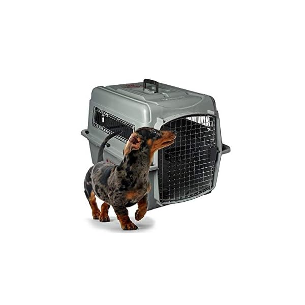 Petmate Sky Kennel Pet Carrier Buy Online