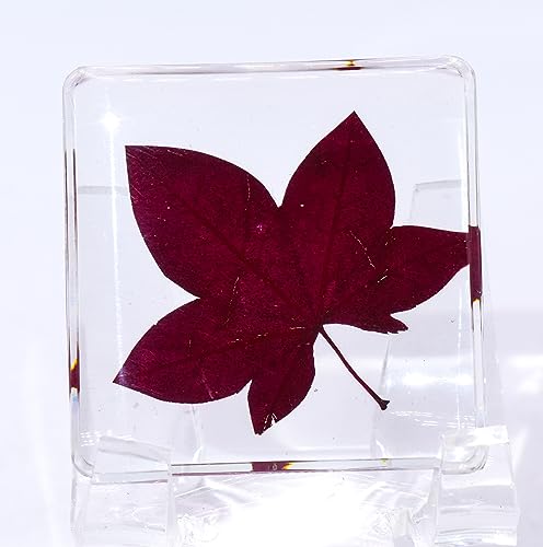 Image of 38mm Real Red Maple Leaf in Crystal Clear Lucite Resin Specimen Botanist Herb Herbarium Crafts Collection for Botany Science Education & Desk Ornament Display Small Paperweight