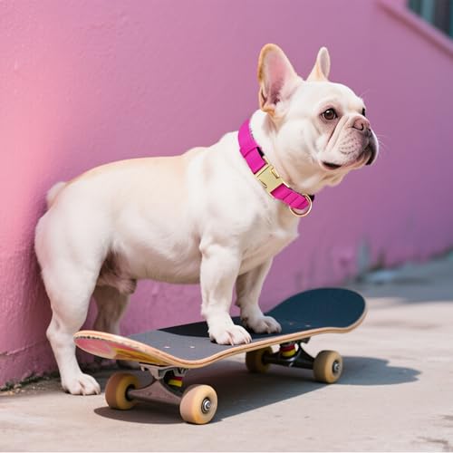 Didog Hundehalsband aus Nylon, weich gepolstert, strapazierfähiges Hundehalsband mit Schnellverschluss-Metallschnalle, leichtes und atmungsaktives Hunde Halsband für kleine Hunde,Hot Pink,S