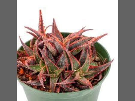 See full amazon price history chart for NEW DEBNATH NURSERY, Red Veriegated Aloevera,Aloe Christmas Carol, Live Plant.A4 NEW DEBNATH NURSERY, Red Veriegated Aloevera,Aloe Christmas Carol, Live Plant.A4 (B0CR3X26X4) Amazon Price History, Amazon Price Tracker