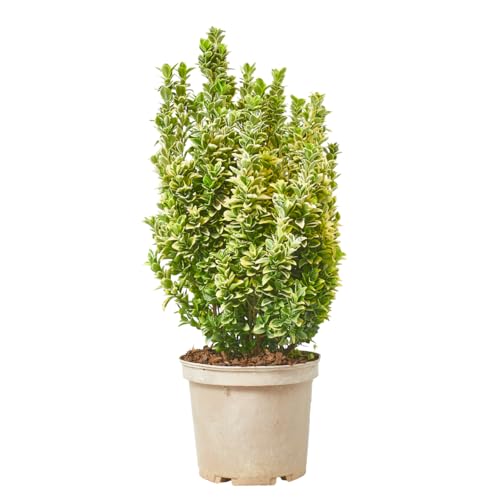 Verdecora Euonymus Japonicus Golden Rocket en maceta de 5L | Euonymus japonicus | Arbusto de Exterior con Follaje Dorado y Compacto | Ideal para Setos, Bordes y Jardines Ornamentales