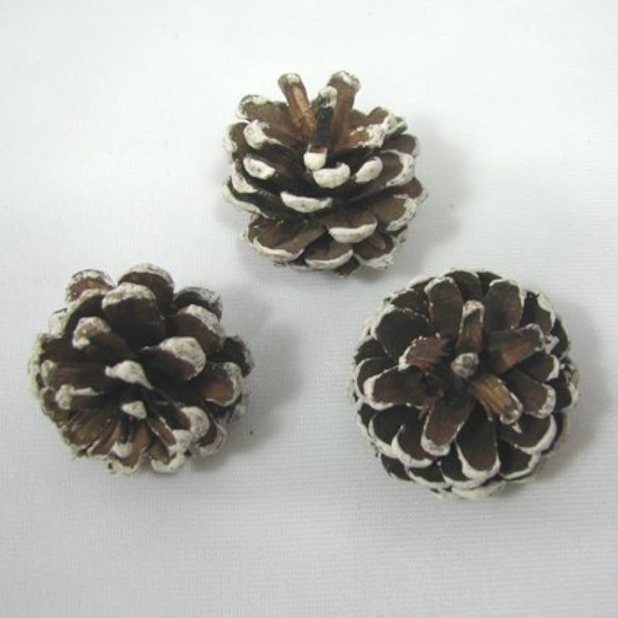 Amazon｜松ぼっくり雪付きS 3個入り【実】【ドライ】【木の実