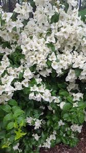 Image of Rare Bougainvillea Live Flower Plant || Healthy Live Plant with Grow Bag & Secure Packing || Beautiful Flower Garden Decoration (white)