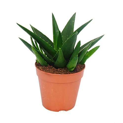 Set of 5 different Succulents in a 12cm pot