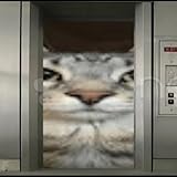 miau