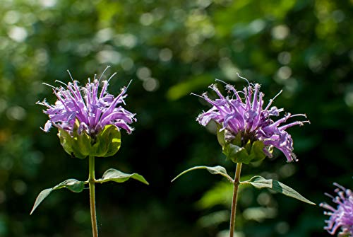 100 Bergamot Monarda Fistulosa Seeds - Wild Bergamot - Wild Bee Balm - 100 Seeds