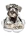 Winston & Bear Curious Schnauzer Dog Decalcomanie da parete – 2 pezzi – Miniatura Schnauzer Dog Wc – Adesivo 3D per finestrino e paraurti – Confezione da regalo per amanti dei cani