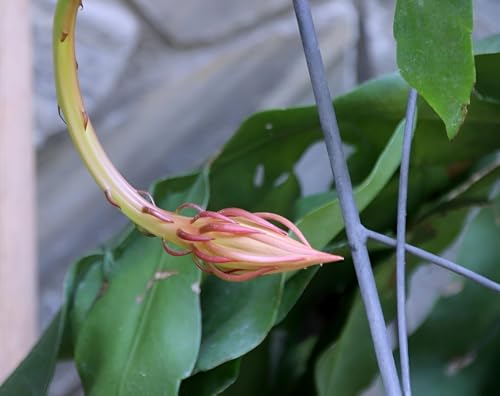 Image of Hidden Enterprise Orginal 1 Halthy Beautiful Live ''White Bharma Kamal Flawer''(Night queen) Tree Plant For Wonderful Home Garden Outdoor & Indoor Flower plant without pot