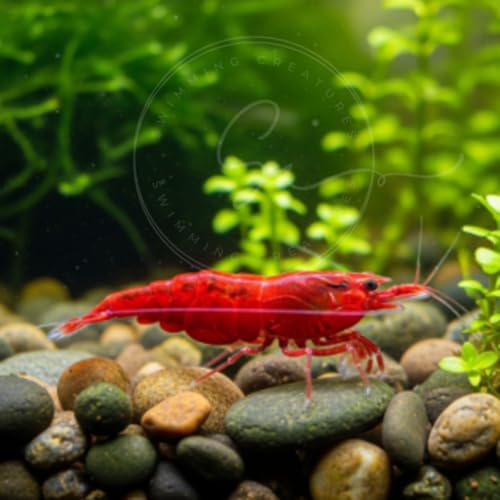 Image of Swimming Creatures Freshwater Aquarium Shrimp - A Perfect Combo to Brighten Your Aquarium! (20 RED Cherry + 1 Mystery Snail)