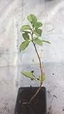 Crab Apple Tree pianta/piante (Malus) adatto per bonsai.