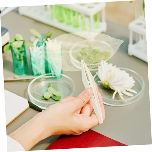 Hojas esqueletizadas naturales para manualidades y decoración miniatura 5