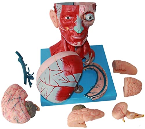 Anatomiemodell, wissenschaftliches anatomisches menschliches Modell – Anatomisches Modell des menschlichen Kopfmuskels –