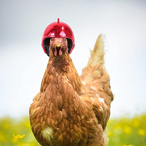 Frango | animais para animais estimação,Chapéu chapelaria frango para animais estimação cabeça pássa