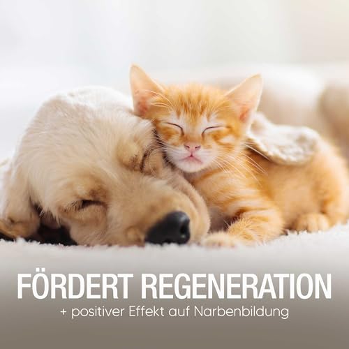 Pawlie's Wundsalbe für Hunde & Katzen (50ml) | Schnelle Regeneration & sanfte Reinigung | Anti-Juckreiz-Formel für gereizte Haut | Einfach & sicher (auch bei Ablecken) | Made in Germany
