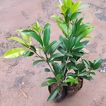 Image of G- All-Time 12 Months Hybrid (GRAFTED) Live Chiku Fruit Plant Original & Authentic Organic Tree for Outdoor Fast-Growing Fruit Plant Home Gardens Sweet Healthy Plant Pack Of-1