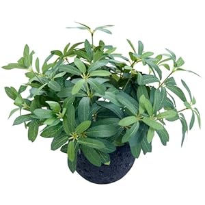 AlphaAcc 9.5″ Artificial Plants with Olive Leaves Real Looking Faux Plants Fake Greenery Potted in Black Round Ball Planter for Tabletop Bathroom Kitchen Office Housewarming Gift Home Decor