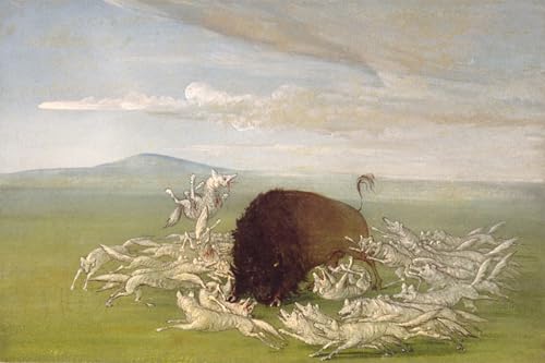 Tableau toile George Catlin Loups blancs 60x90cm pour décoration murale