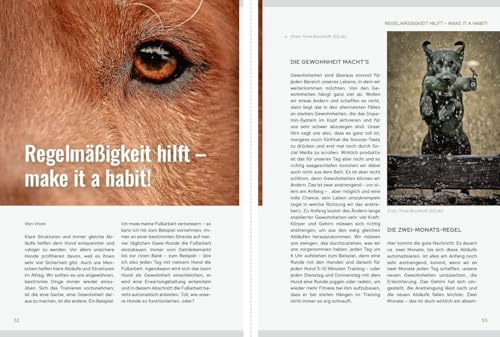 Dummy-Training - mehr als Apportieren: Team werden - Herausforderungen meistern - Leichtigkeit finden