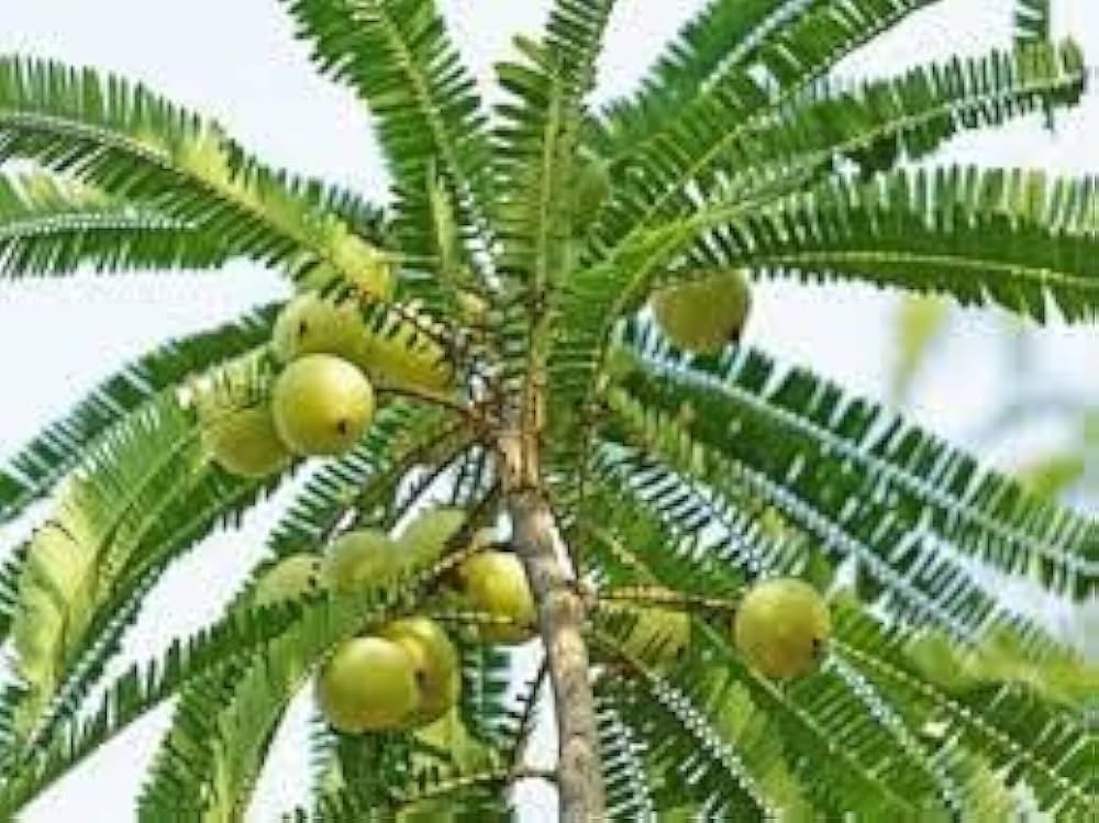 Discover more than 137 amla tree drawing seven.edu.vn