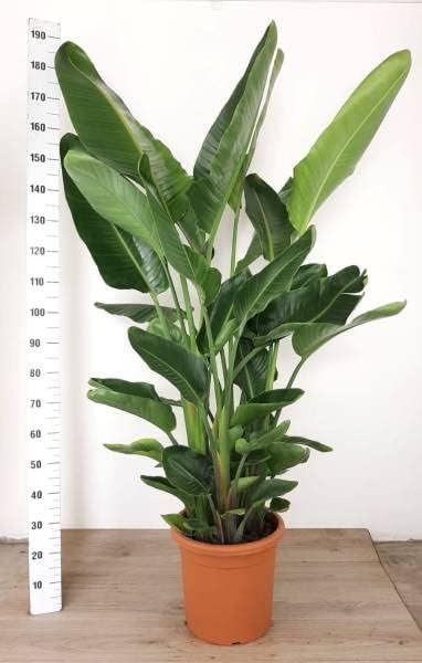 Pianta Di STERLIZIA AUGUSTA ALBA NICCOLAI Uccello Del Paradiso Fiore Bianco H150cm Foto Reale Vaso24 83304898