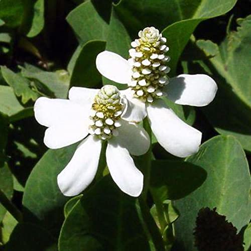 Chalily Yerba Mansa, a Great Live Pond Plant for Your Water Garden. Filters koi and Goldfish Ponds. Good for Bogs, Plant Shelf or Shallow Water This marginal Aquatic is a Real Beauty