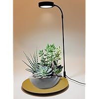 Amazon.co.jp: YinFENG 水槽 ライト アクアリウムライトLED 照明