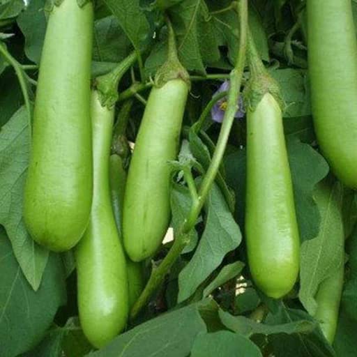 JIGNISHA SEEDS Green Long Brinjal Vegetable Seeds For Rainy Season Pack Of 50 (B0D6R39ZB1) Amazon Price History, Amazon Price Tracker