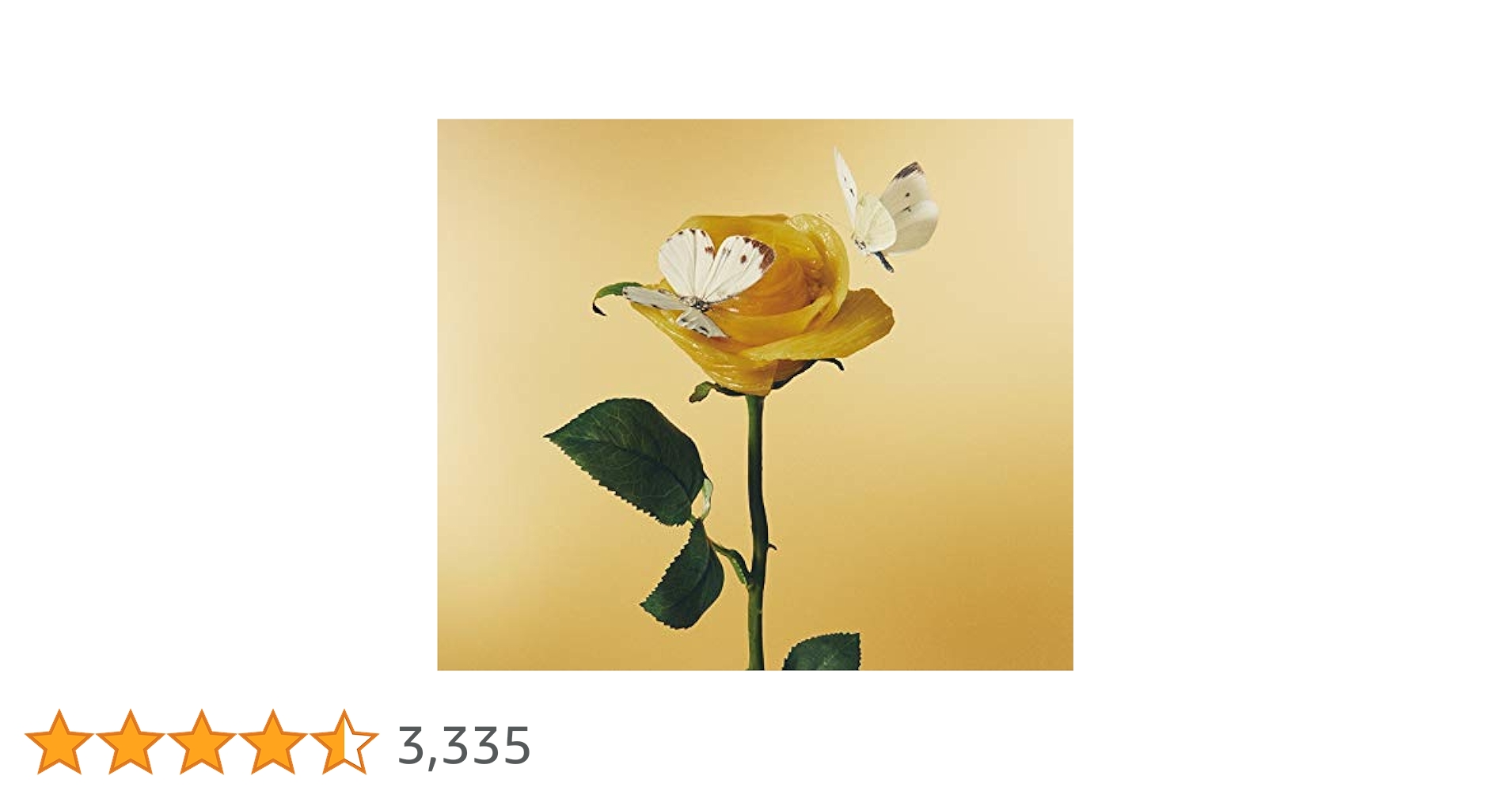 41lWQ3bHlNL.jpg_BO30,255,255,