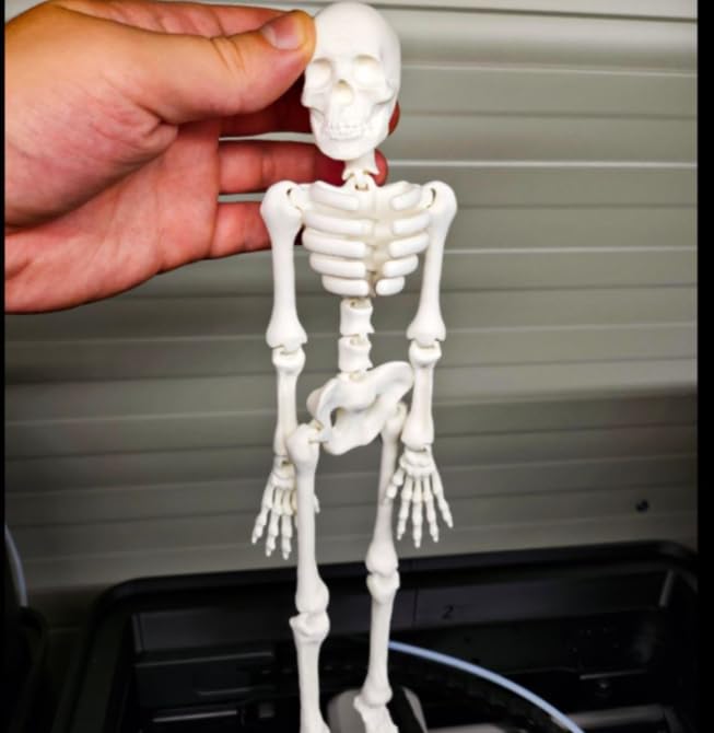 Tamasination3D 3D Printed Articulated Flexi Skeleton Model | Poseable Anatomical Figure Toy | Flexible Joints | Desk Decor, Study Aid & Educational Display-image-14