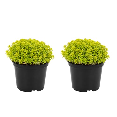 2 Sedum Japonicum Tokyo Sun Succulent Plants, 4 Inch Pot