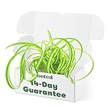 Spider Plant ‘Bonnie’ - Chlorophytum comosum ‘Bonnie’ | Live, Easy to Grow, and Low Maintenance Houseplant (4-inch Pot)