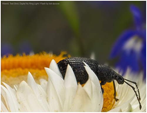 Macro Led Ring Light For Sony Alpha A6000 / A6300 / A6500 / A6600 #TOP5