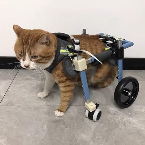 Fauteuil roulant pour chat et chien pour courir à nouveau malgré l'arthrite