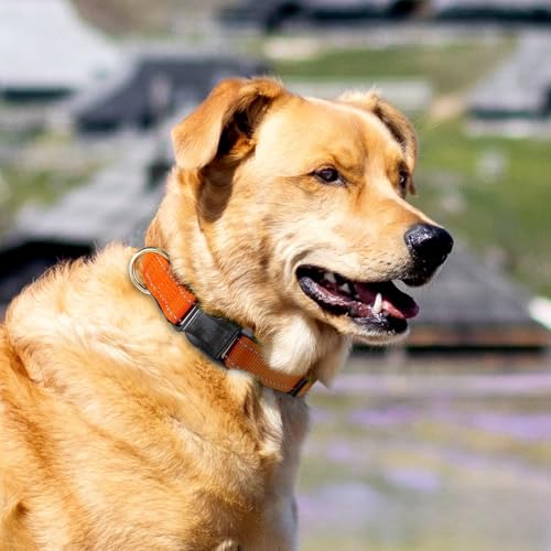 Collar reflectante para perro ajustable S miniatura 5