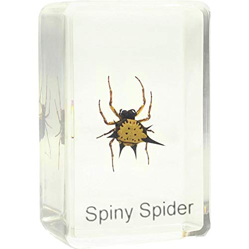 Preisvergleich Produktbild Omegon Dauerpräparat Spiny Spider