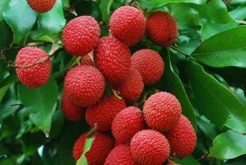 Rahaman " Sweet Chaina 3 Litchi Hybrid Tree 1.5ft Healthy & Fresh Short Time Lychee Plant Air Layere Grafted Fruit Live Plant with Polybag Lychee Litchi Lichi Fruit Tree Plant (B0CNH781RT) Amazon Price History, Amazon Price Tracker