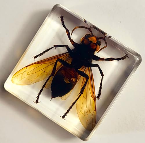 Image of 38mm Real Asian Giant Hornet in Crystal Clear Square Lucite Resin Crafts Specimen Preserved Animal Insect Bug Taxidermy Collection for Biology Science Education & Desk Ornament Display Supplies